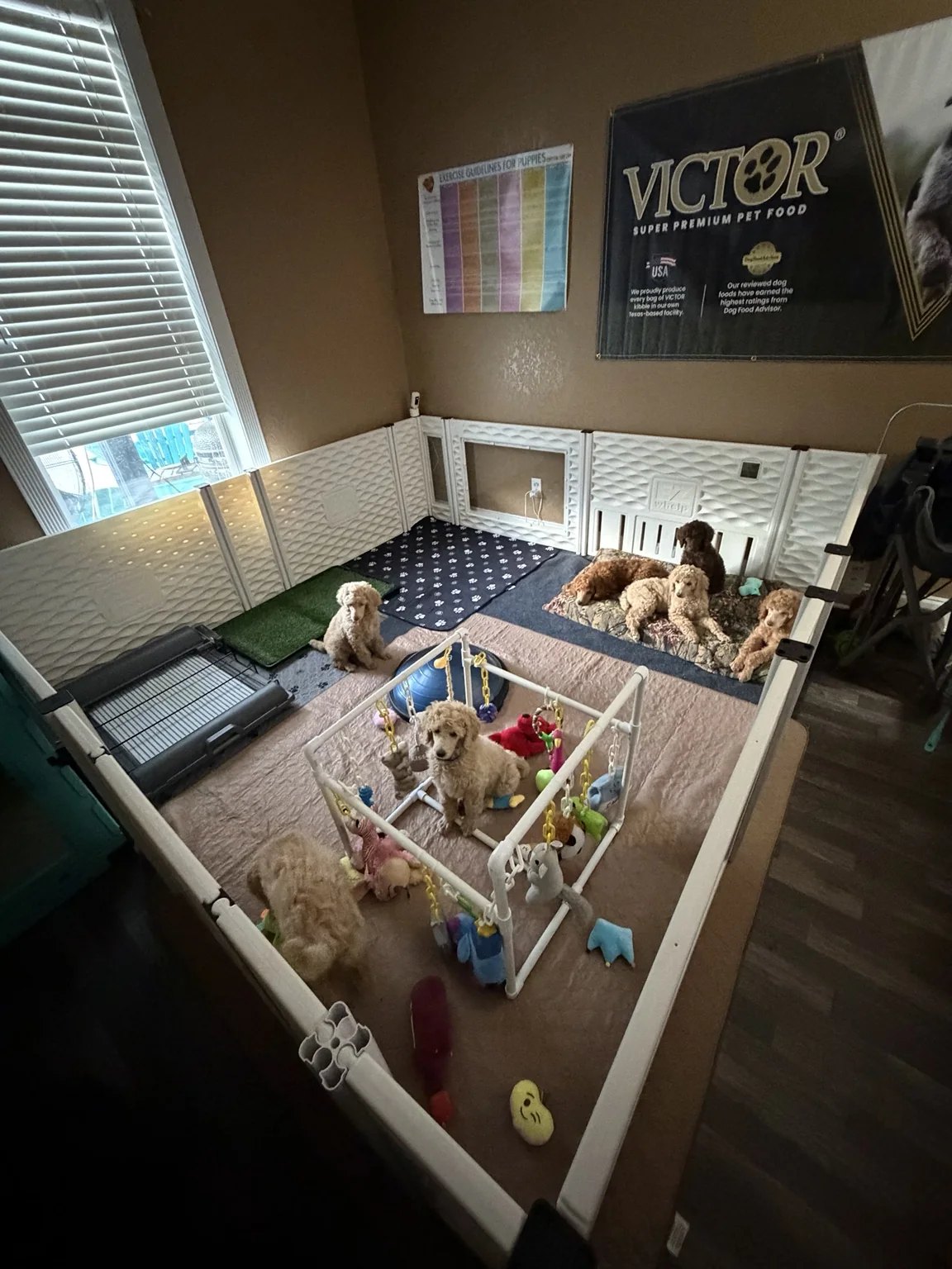 Royal Dixie puppies in the whelping room