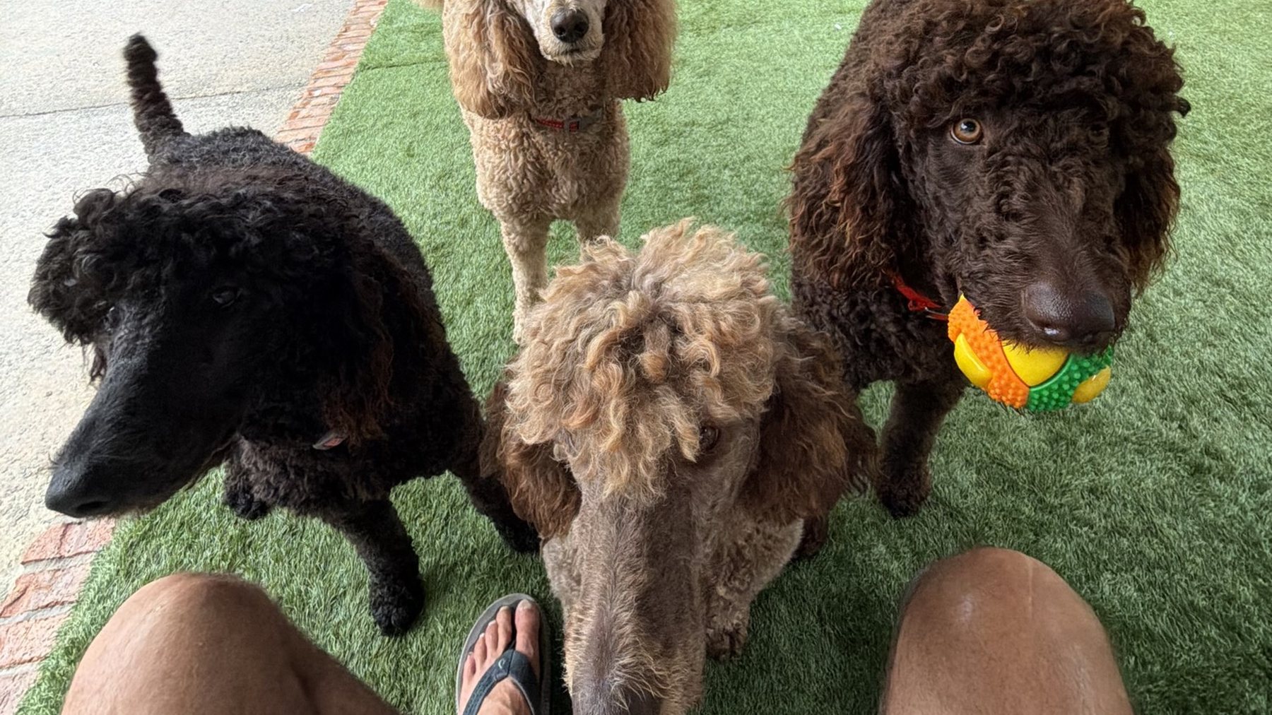 The Royal Dixie pack together on the turf