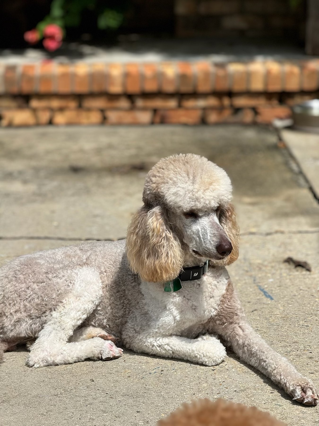 Dixie Jo, indoor glamour portrait