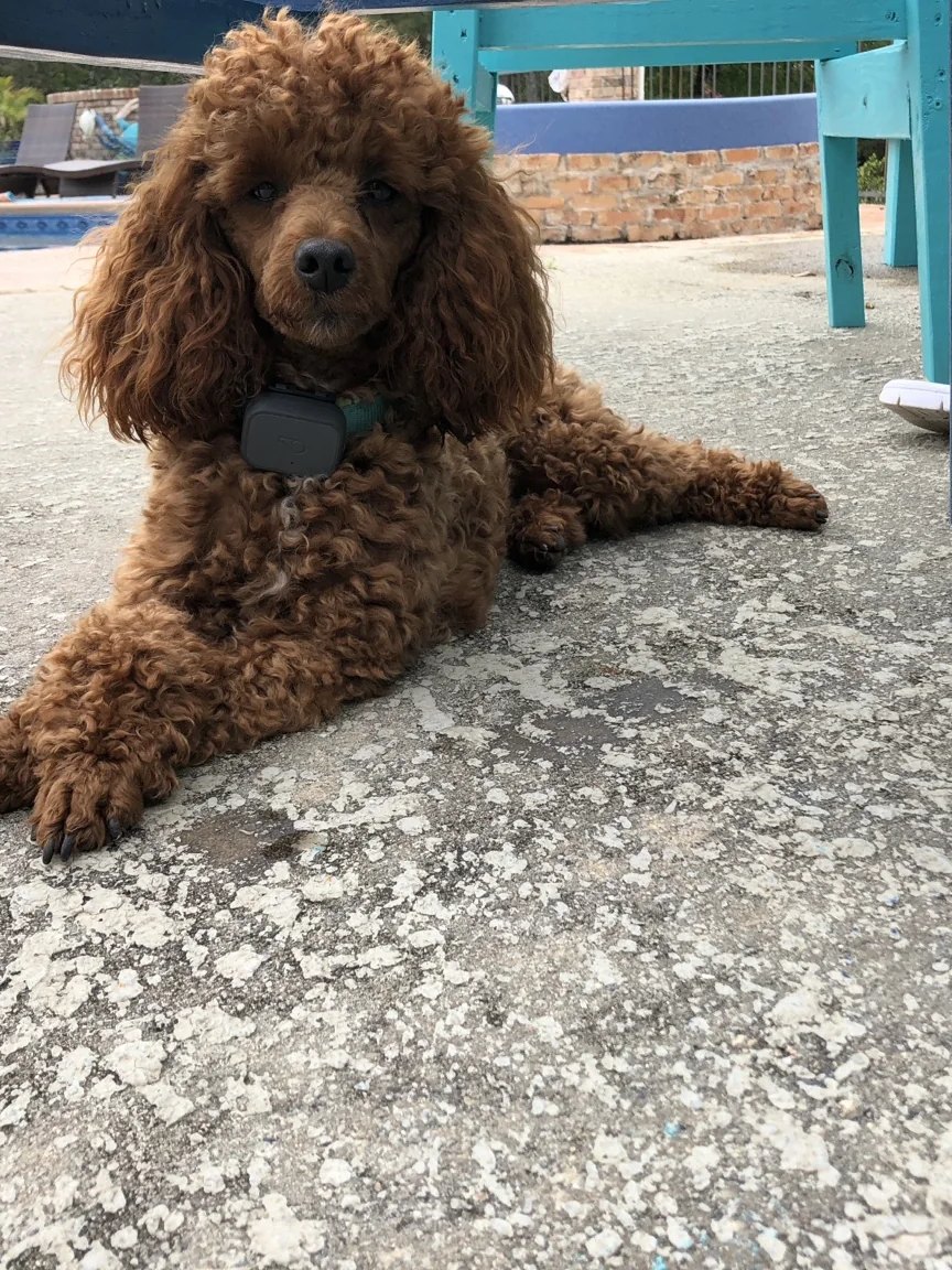 Colonel Rebel, red Toy Poodle, Angela’s longtime companion